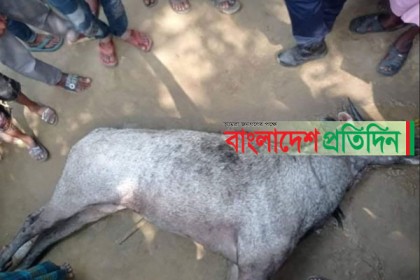 জাদুঘরে ঠাঁই হলো বিলুপ্ত প্রজাতির মৃত নীল গাইয়ের 

