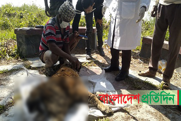 সুন্দরবনের ভোলা নদীর চর থেকে মৃত বাঘ উদ্ধার