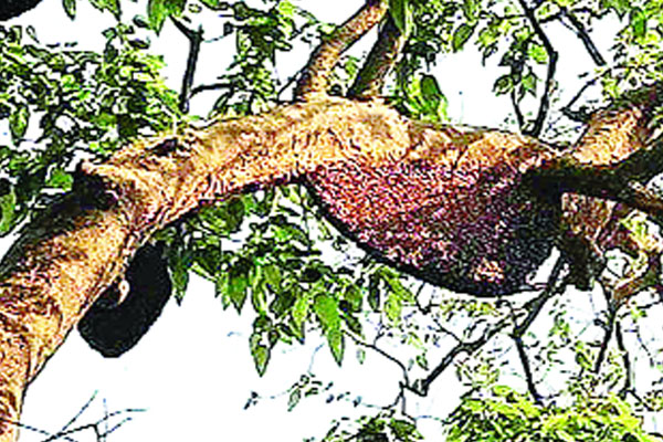 এক গাছে ২৪ মৌচাক

