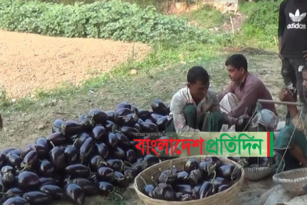 বিভিন্ন জাতের সবজি আবাদ করে লাভবান নেত্রকোনার কৃষকরা