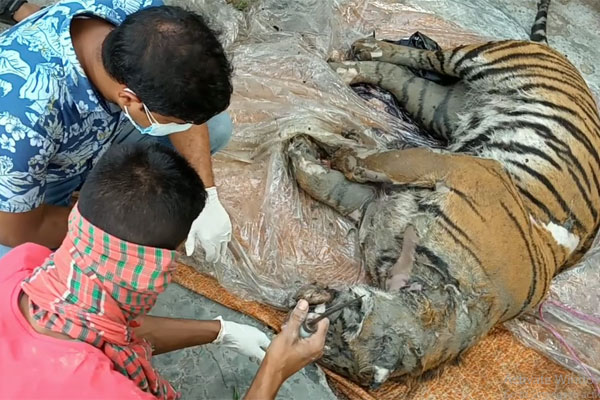 সুন্দরবনে বাঘের অকাল মৃত্যু, ভিসেরা পাঠানো হচ্ছে ঢাকায়