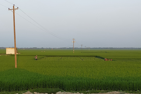 শার্শার মাঠে মাঠে 'সবুজ সোনা'  