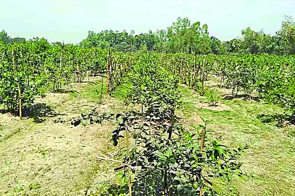 বীজবিহীন চায়না লেবুতে ভাগ্যবদল
