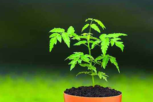 ৫ বছরে ৪১ লাখ গাছের চারা রোপণ