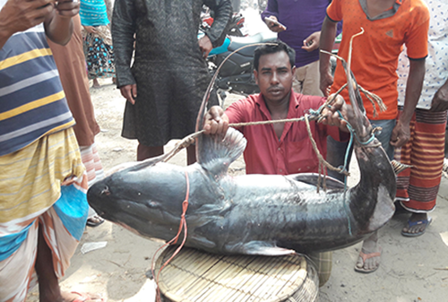 ৩২ হাজার টাকায় বিক্রি হল একটি বাঘাইড় 