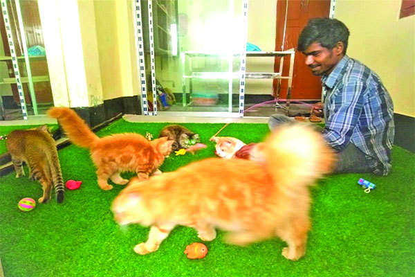 রাজশাহীতে বিড়ালের আবাসিক হোটেল
