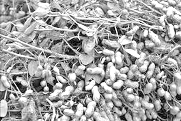 সাঙ্গু নদের চরে বাদাম চাষ