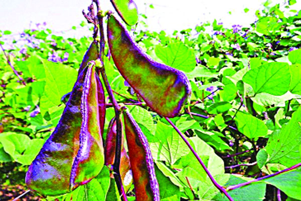 শীত গেলেও যাবে না শিম