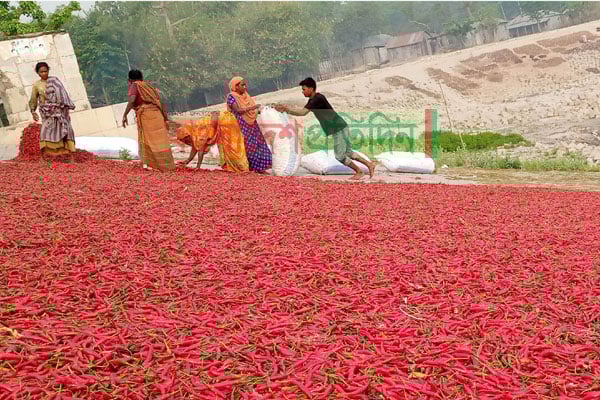 বগুড়ায় কৃষকদের উঠানে লাল মরিচের সমাহার
