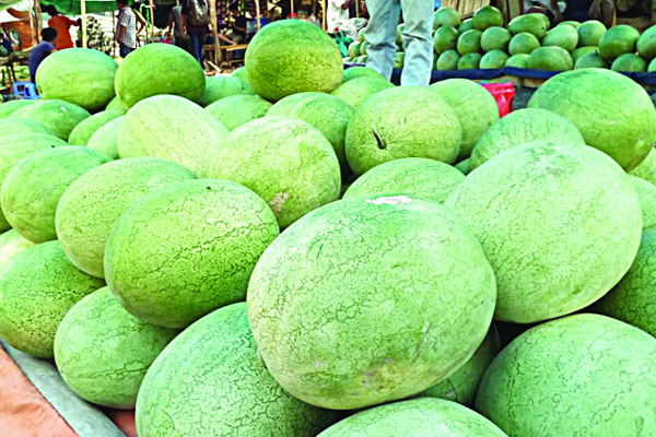 পাহাড়ে তরমুজের বাম্পার ফলন