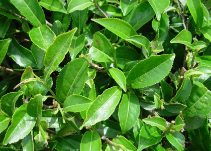 নতুন জাতের চা নিয়ে স্বপ্ন বুনছেন উৎপাদকরা