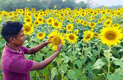 বিশ্বনাথে বাড়ছে সূর্যমুখী ফুলের চাষ