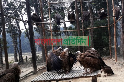 উদ্ধারকৃত বিলুপ্ত প্রায় ১৬ শকুন উড়ার অপেক্ষায়