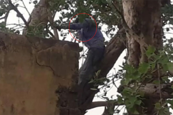 দুই বছর ধরে বাবার বাড়িতে বউ, হতাশ হয়ে ৫০ ফুট গাছে স্বামী!