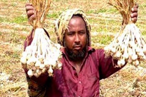সিরাজগঞ্জে রসুনের বাম্পার ফলন