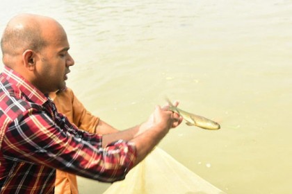 হালদার মা মাছ থেকে উৎপাদিত পোনা হালদায় অবমুক্ত