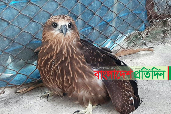 শ্রীমঙ্গলে শঙ্খচিল উদ্ধার 