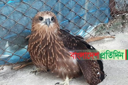 শ্রীমঙ্গলে শঙ্খচিল উদ্ধার 