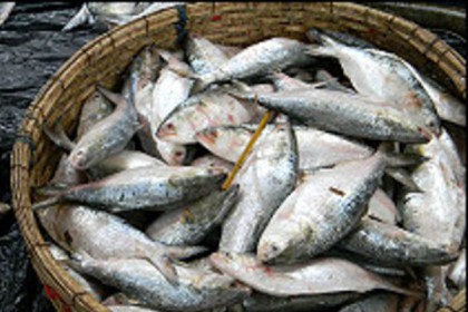 জাটকা সংরক্ষণ সপ্তাহ শুরু কাল 

