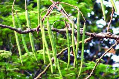 বার্ধক্যজনিত সমস্যা এবং ক্যান্সার প্রতিরোধ করে সজনে ডাটা