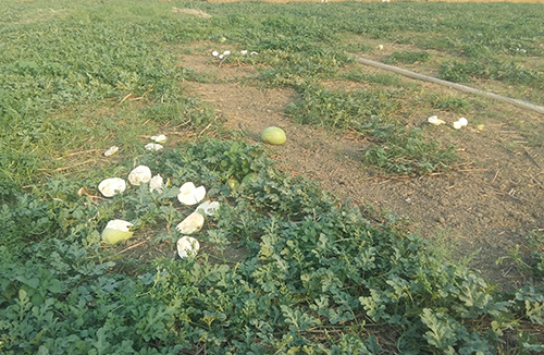 খেতের তরমুজের সাথে শত্রুতা