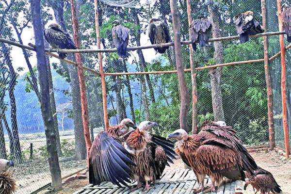 খোলা আকাশে অবমুক্ত বিলুপ্তপ্রায় ১৬ শকুন