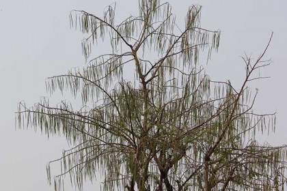 রংপুরে বসন্ত বাতাসে দোল খাচ্ছে সম্ভাবনাময় সবজি সজনে