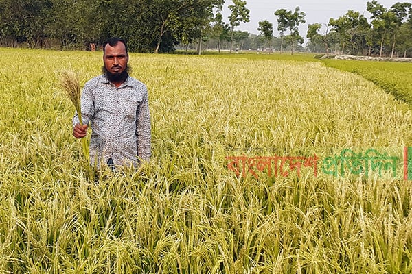 হঠাৎ গরম বাতাসে ফুলপুরে বোরো ধান নষ্ট, দুশ্চিন্তায় কৃষক