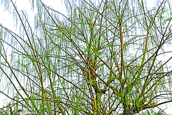 বগুড়ায় শজিনা ডাঁটার বাম্পার ফলন