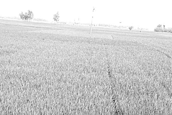 বোরো চারায় সবুজ ধানের মাঠ