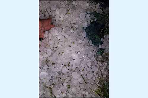 নেত্রকোনায় শিলাবৃষ্টিতে ফসলের ব্যাপক ক্ষয়ক্ষতি 