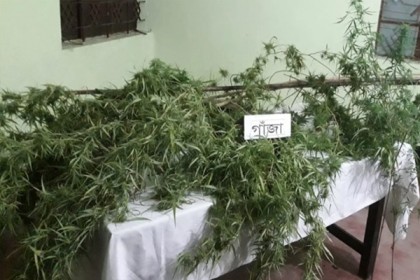 পিয়াজ ক্ষেতে গাঁজা চাষ : কৃষকলীগ নেতা বহিষ্কার