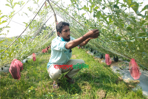 কক্সবাজারে প্রথম মালচিং পেপার  ও মাচা পদ্ধতিতে তরমুজ চাষ