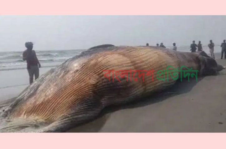 কক্সবাজার সৈকতে আরও একটি বিশাল আকৃতির মৃত তিমি