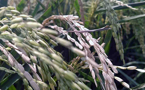বাগেরহাটে ঝড় ও অতিরিক্ত তাপমাত্রায় ৪৪২ হেক্টর বোরো ধানের ব্যাপক ক্ষতি 