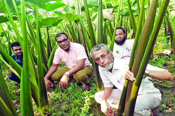 নিউটন কচুতে স্বপ্ন দেখছেন নওগাঁর চাষি