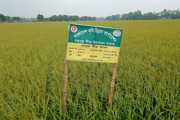 
ঝড়-গরম বাতাসে মধুপুরে ১০৭ একর বীজ ধানে হিট ইনজুরি