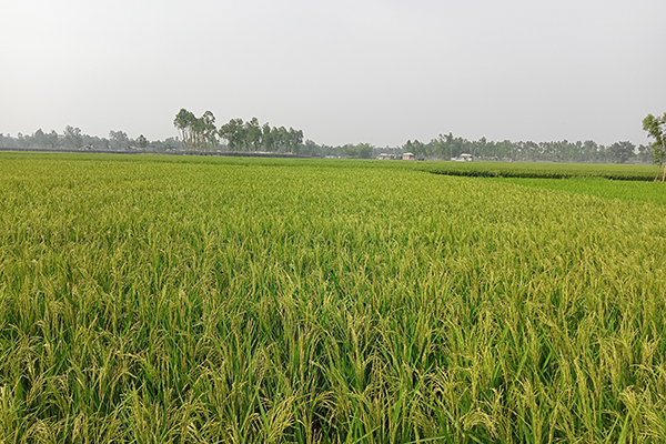বোরো-আউশ রক্ষার সংগ্রামে রংপুরের কৃষকরা