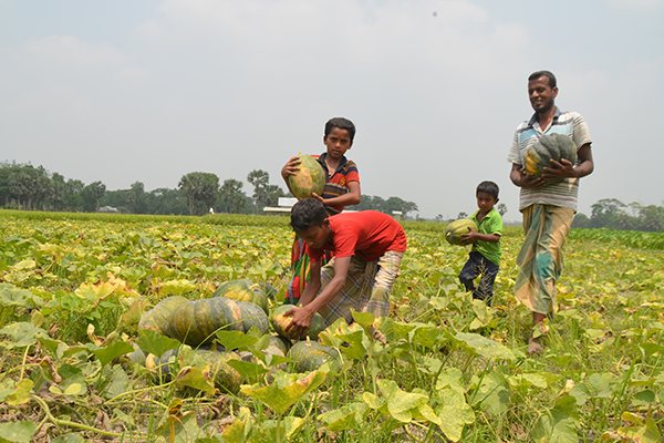 আলুর জমিতে কুমড়া চাষে লাভবান কৃষক