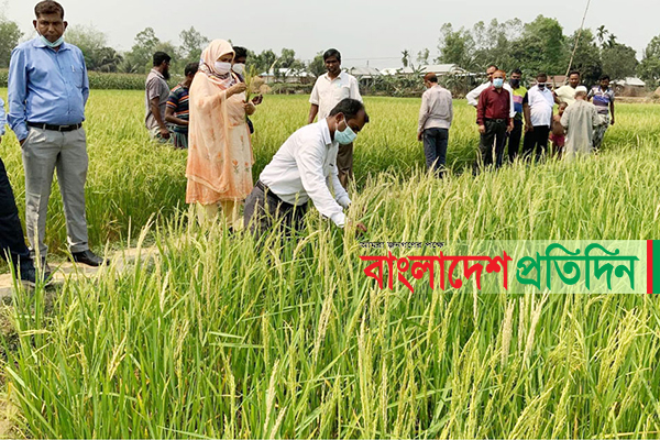 ধানের সর্বনাশ, চাষির দীর্ঘশ্বাস!