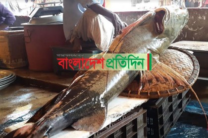 কুশিয়ারায় ধরা পড়লো ৬০ কেজি ওজনের বাঘাইড়