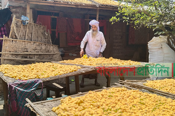 ভোলাহাটে রেশমের বাম্পার ফলনে চাষিদের মুখে হাসি