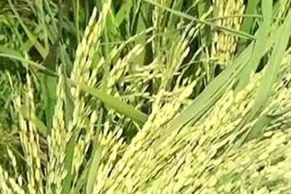 চিটা ধরেছে কৃষকের স্বপ্নের ধানে