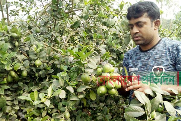 নওগাঁয় লেবু চাষে সফল তরুণ উদ্যোক্তারা