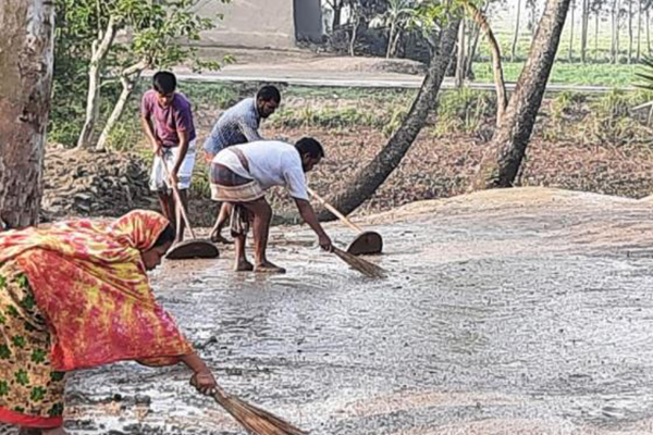 বোরো ধান ঘরে তোলার প্রস্তুতি চলনবিলের কৃষকদের