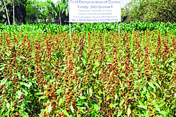 আমেরিকার কিনোয়া চাষ লালমনিরহাটে