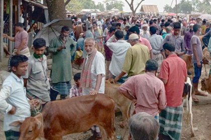 লকডাউন উপেক্ষা করে গরুর হাট!

