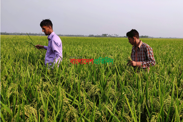 তরুণদের আগ্রহ বাড়ছে কৃষিতে
