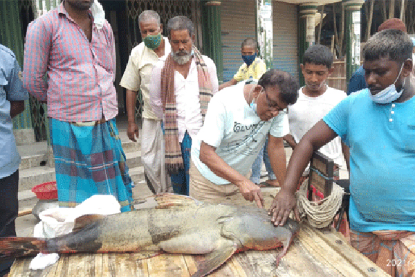 পদ্মায় ধরা পড়ল ২৯ কেজির বাঘাইড়