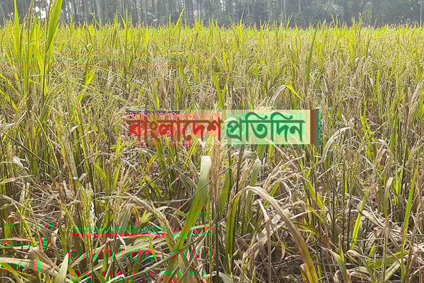 দুশ্চিন্তায় বোরো চাষিরা, মরে যাচ্ছে ধানের পাতা-শীষ

